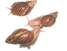 Achatina smithii 2