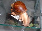 Archachatina degneri 1