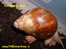 Archachatina degneri 4