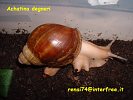 Archachatina degneri 5