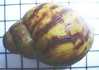 Archachatina marginata 9