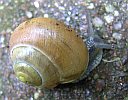 Cepaea hortensis 1