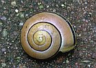 Cepaea hortensis 2