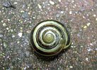 Cepaea nemoralis 1