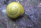 Cepaea nemoralis 2