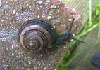 Cepaea nemoralis 3