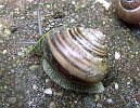 Cepaea nemoralis 4