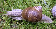 Helix pomatia 6