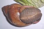 Megalobulimus oblongus 4