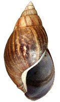 Achatina shell