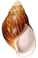 Archachatina shell