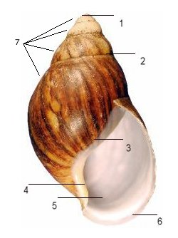 Marginata shell