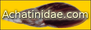 Achatinidae banner