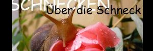 Uber Die Schneck Logo