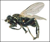 Sphaerocerid fly