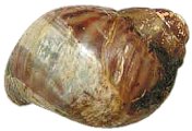 Shell showing vitamin deficiency