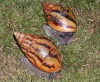 Achatina achatina