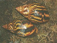 Achatina achatina