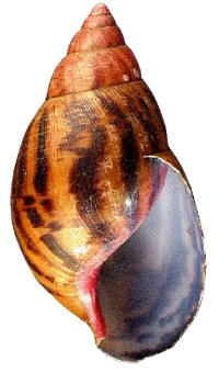 A. achatina shell 1