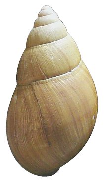 A. achatina var. monochromatica shell