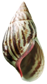 A. achatina shell 2