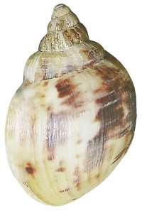 Albopicta shell