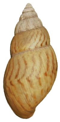 Craveni shell