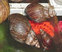 fulica