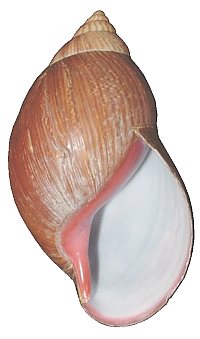 Glutinosa shell