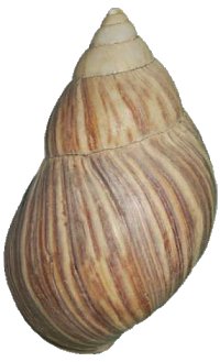 Immaculata shell