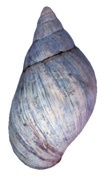 Panthera blue-form shell