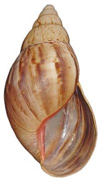 Panthera shell