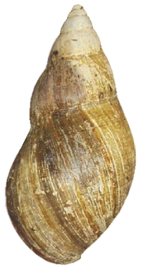 Small-form shell