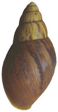 Small-form shell