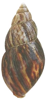 Smithii shell