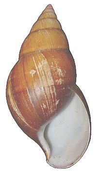 Stuhlmanni shell