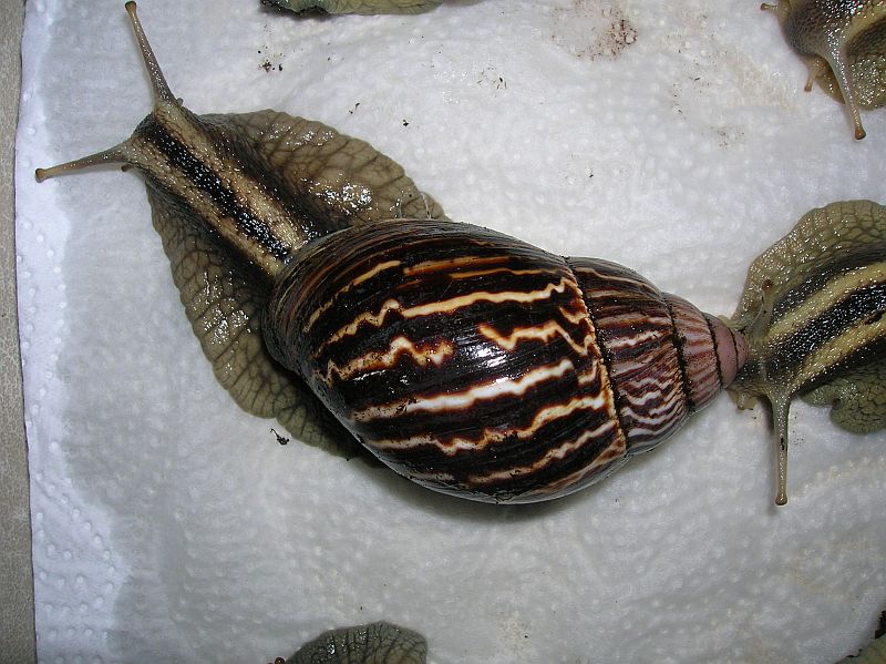 varicoza snail