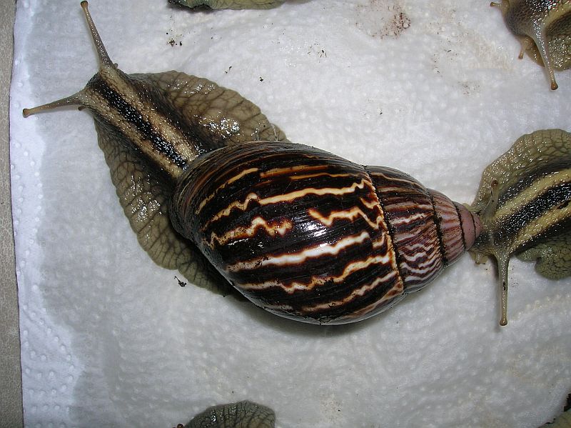 varicoza snail)