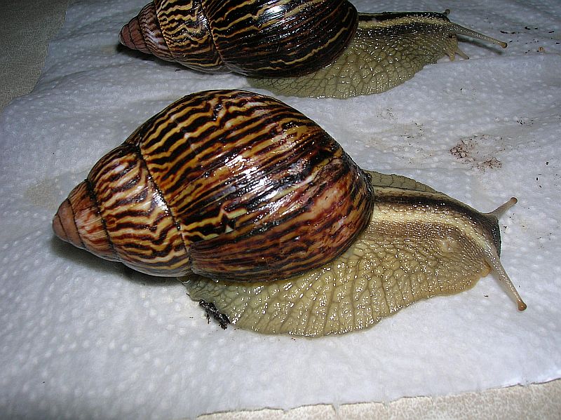 varicoza snail)