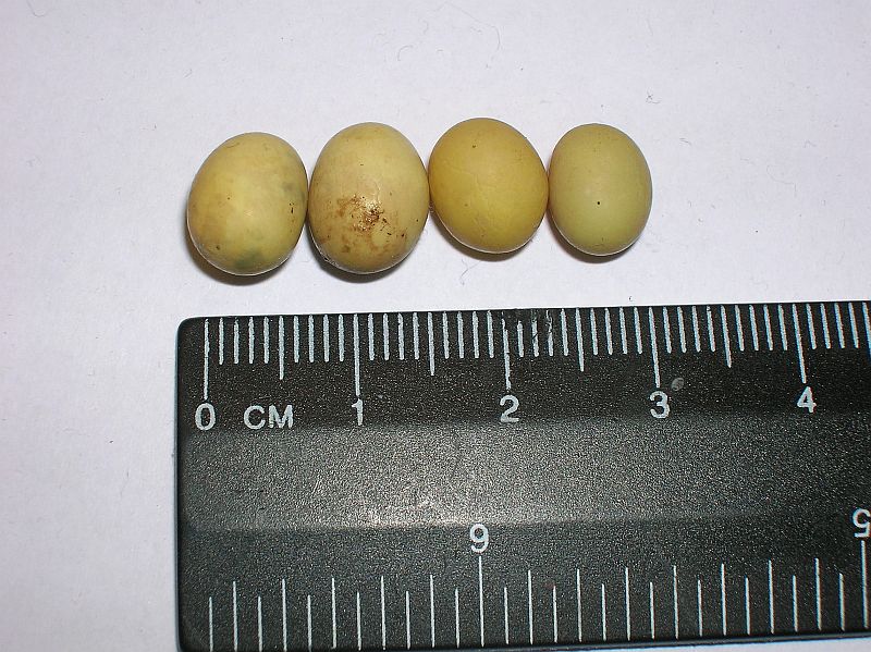 Eggs