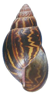 Varicosa shell