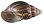 Achatina varicosa shell