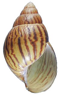 Shell