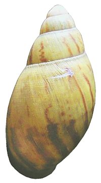 Camerunensis shell
