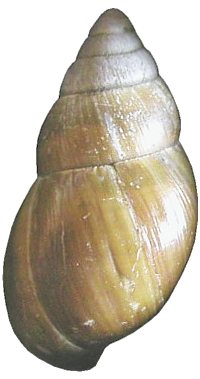 Cinnamomea shell