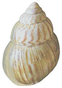 Crawfordi shell