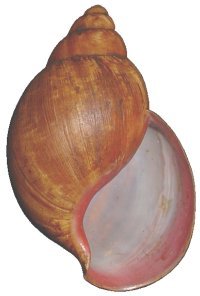 Degneri shell