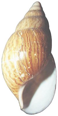 Granulata shell