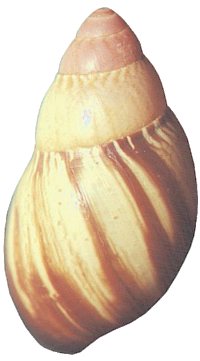 Knorrii shell