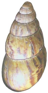 Limitanea shell